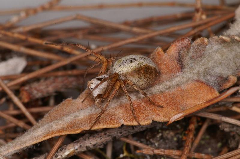 Oxyopes_variabilis_D7956_Z_89_North Stradbroke island_Australie.jpg